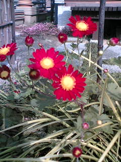 菊