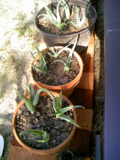 アロエの子ども達