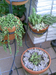 お気に入りたち