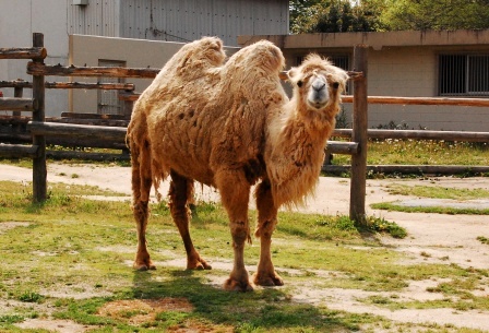 フタコブラクダ