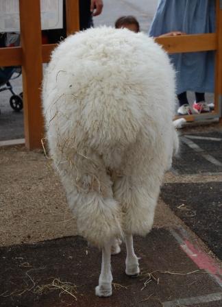 アルパカのプリティーヒップ