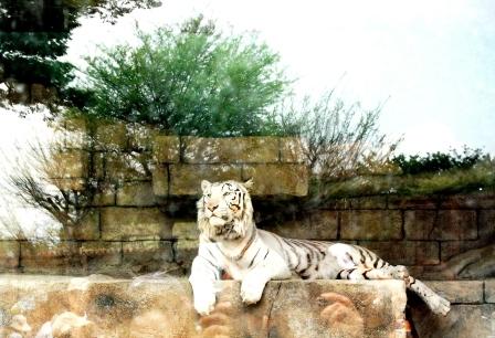 ホワイトタイガー