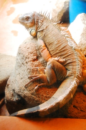 グリーンイグアナ