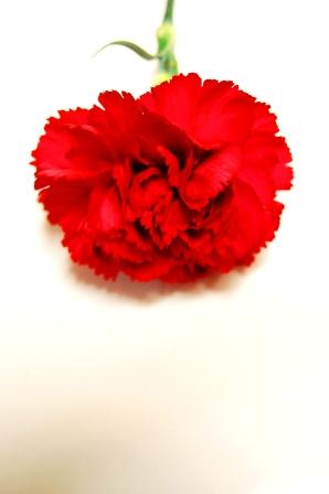 カーネーション一輪