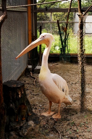 ペリカンですか？