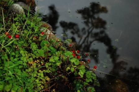 旧大乗院庭園　足元　野イチゴ？