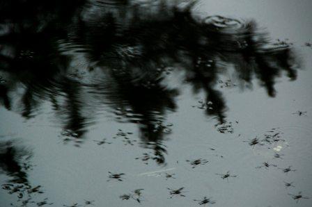 む雨か？と思ったらあめんぼ？