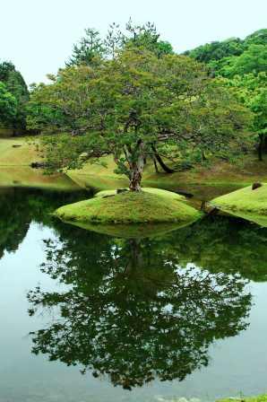 旧大乗院庭園　お気に入りマイツリー