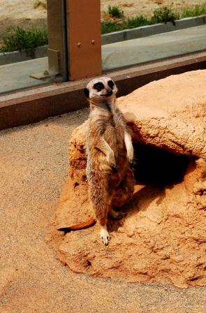 ミーアキャット