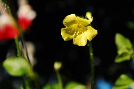 小さな黄色いお花発見