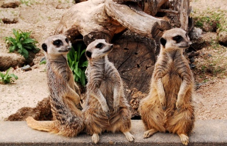 ミーアキャット×3