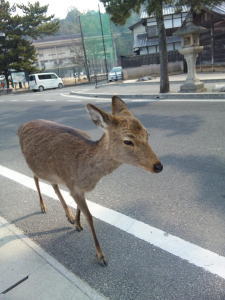 miyajima.jpg