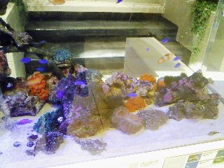 プチ水族館1.jpg