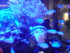 プチ水族館6.jpg