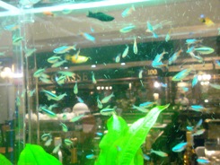 プチ水族館7.jpg