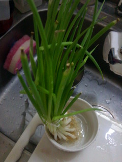 再生ネギ.jpg