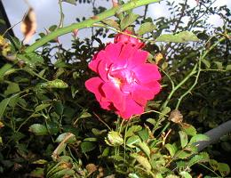 PICT3379.JPG