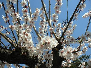 H21年5月4日・梅の花.JPG