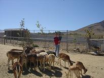 Sierra Safari Zoo & Animal Ark Sep 24,2006 01a1.JPG