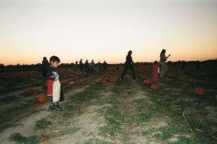 Pumpkin Patch 2.JPG