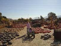 Pumpkin Patch Oct 28,2006 017a.JPG