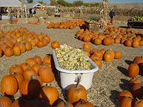 Pumpkin Patch Oct 28,2006 024a.JPG