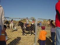 Pumpkin Patch Oct 28,2006 026a.JPG