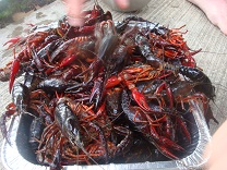 Crawfish 2.jpg