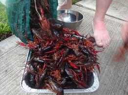 Crawfish.jpg