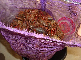 Crawfish 31Lbs 2.jpg