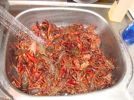 Crawfish 31Lbs 3.jpg