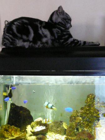 新しいお気に入り