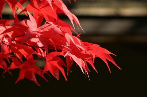 s-IMG_9100.jpg