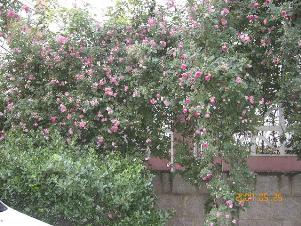 かささぎー２ バラ園.JPG