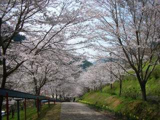 桜のトンネル？