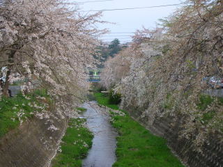 枝垂れ桜