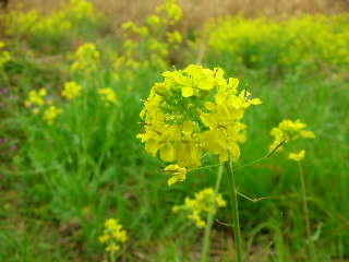 菜の花