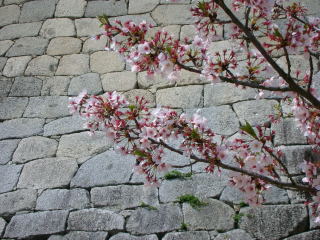 石垣と桜