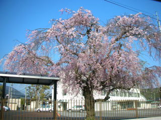 枝垂れ桜