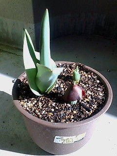 ３月１１日の我が家のチューリップ