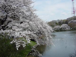 三ツ池公園