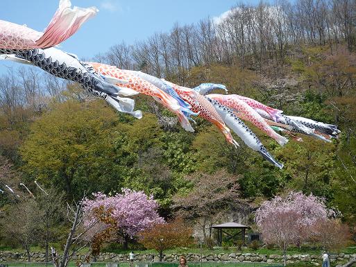 鯉のぼり