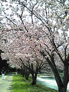 沼桜２.jpg