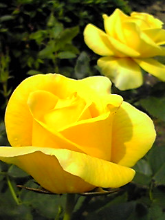 バラ黄色.jpg