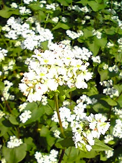 蕎麦の花びら