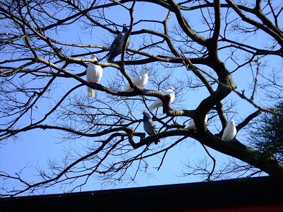 鶴岡八幡宮　寒牡丹 355.jpg