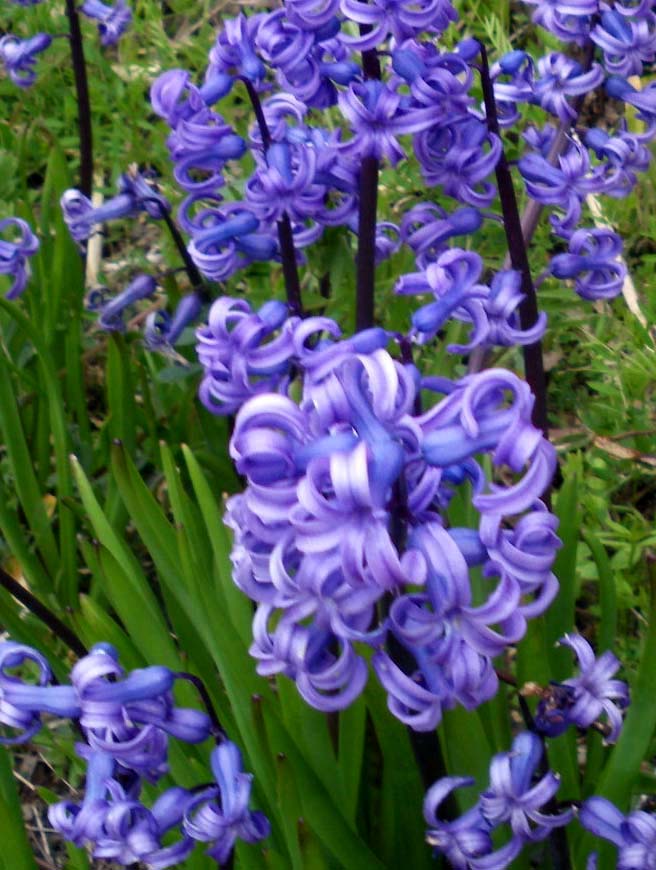 ヒアシンス紫.jpg
