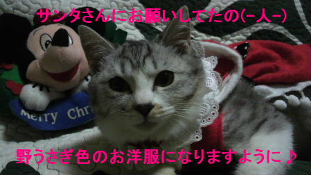 2011_1223うさちゃん1233.JPG