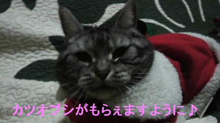 2011_1223うさちゃん1229.JPG