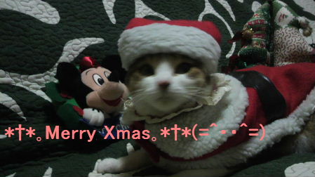 2011_1223うさちゃん1222.JPG